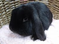 Yuki