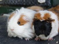 Pip en Zoetje