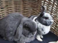 Zorro & Hopper