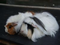 Zwartje en Bruintje