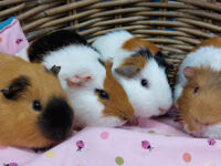 Bruintje, Tess, Tira & Joep