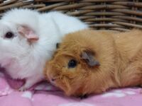 Witje & bruintje