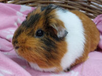 Brownie