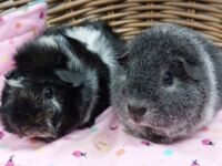 Kevin & Pandan