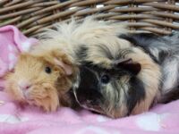 Fien & Fleur