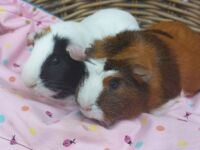 Pica & coco