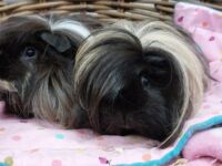 Charlie & Snuffie