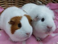 Lotje & Muis