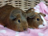 Fiep & Fien