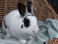 Bunny