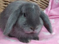 Knuffeltje