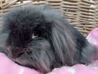 Pluis