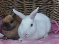 Lucky & Lea