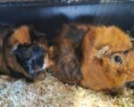 Bobbie & Teddie